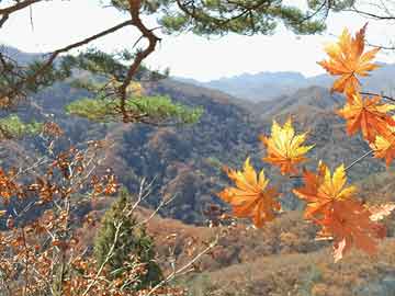 澳門一肖一碼，揭秘精準(zhǔn)預(yù)測(cè)背后的秘密，澳門一肖一碼揭秘，精準(zhǔn)預(yù)測(cè)背后的秘密探究