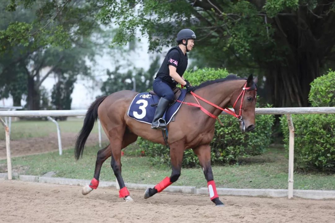澳門賽馬會，歷史、文化與激情的交融，澳門賽馬會，歷史、文化與激情的盛會