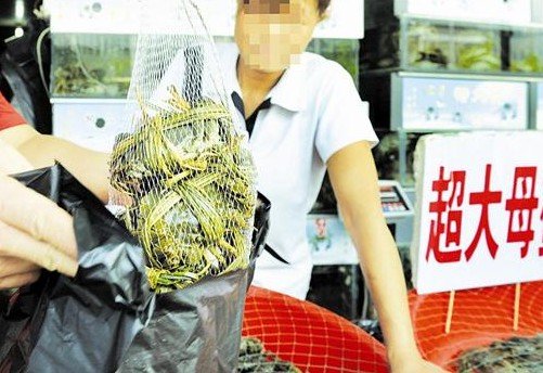華南海鮮市場(chǎng)老板揭秘，一位成功企業(yè)家的傳奇故事，華南海鮮市場(chǎng)老板傳奇，企業(yè)家成功之路揭秘