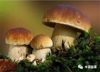 集團(tuán)菌，一種不容忽視的微生物，集團(tuán)菌，不容忽視的微生物探究
