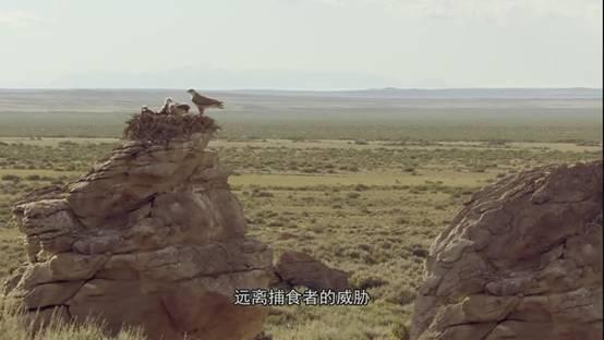 全球鷹與捕食者，天空中的觀察者與獵手，全球鷹與捕食者，天空中的觀察者與獵手對(duì)決