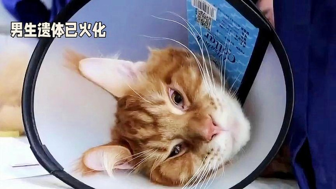 胖貓?zhí)录钚孪?，胖貓?zhí)录钚逻M(jìn)展報道