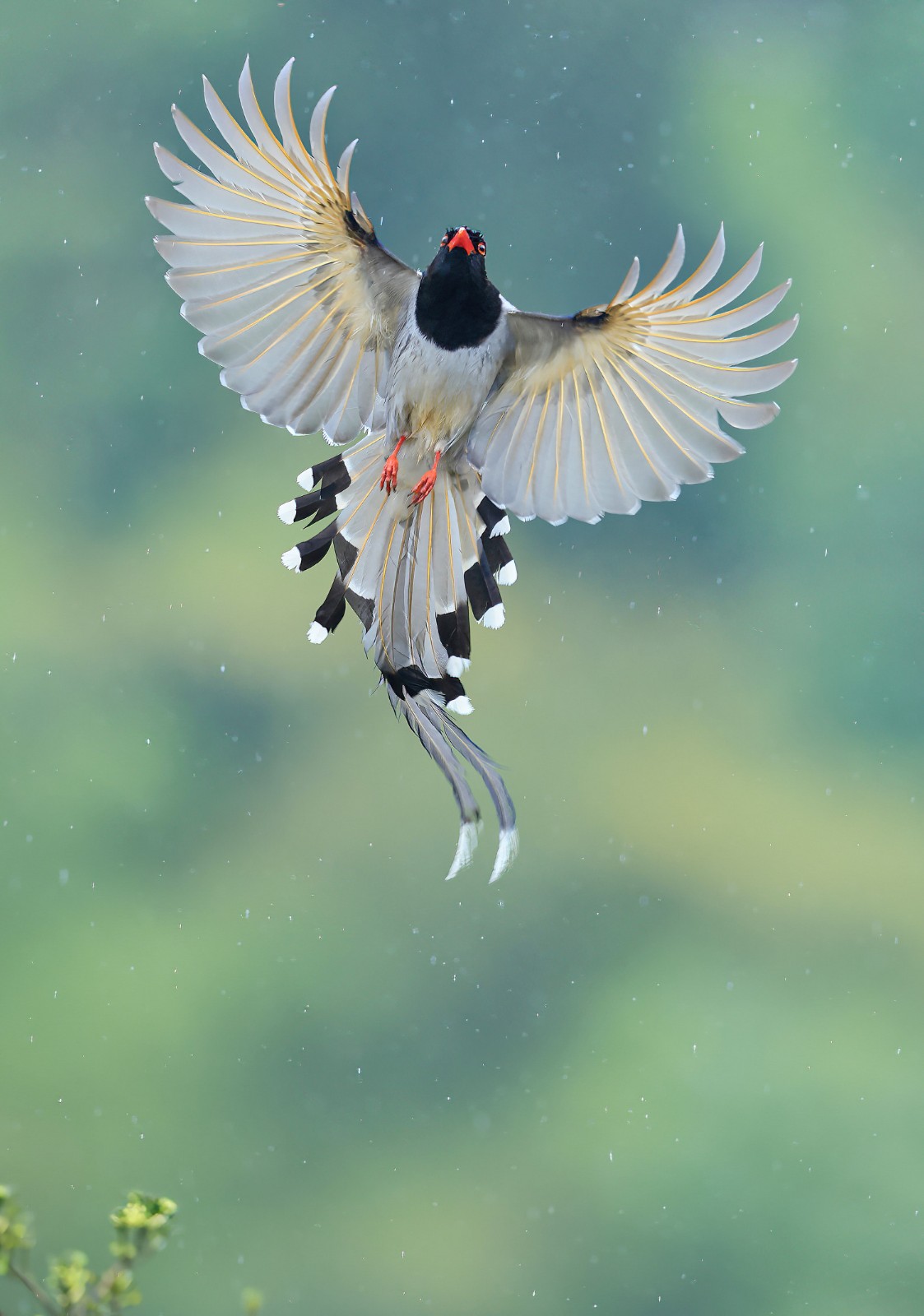 中華媒鳥(niǎo)論壇關(guān)閉了，回顧與反思，中華媒鳥(niǎo)論壇關(guān)閉，回顧與反思