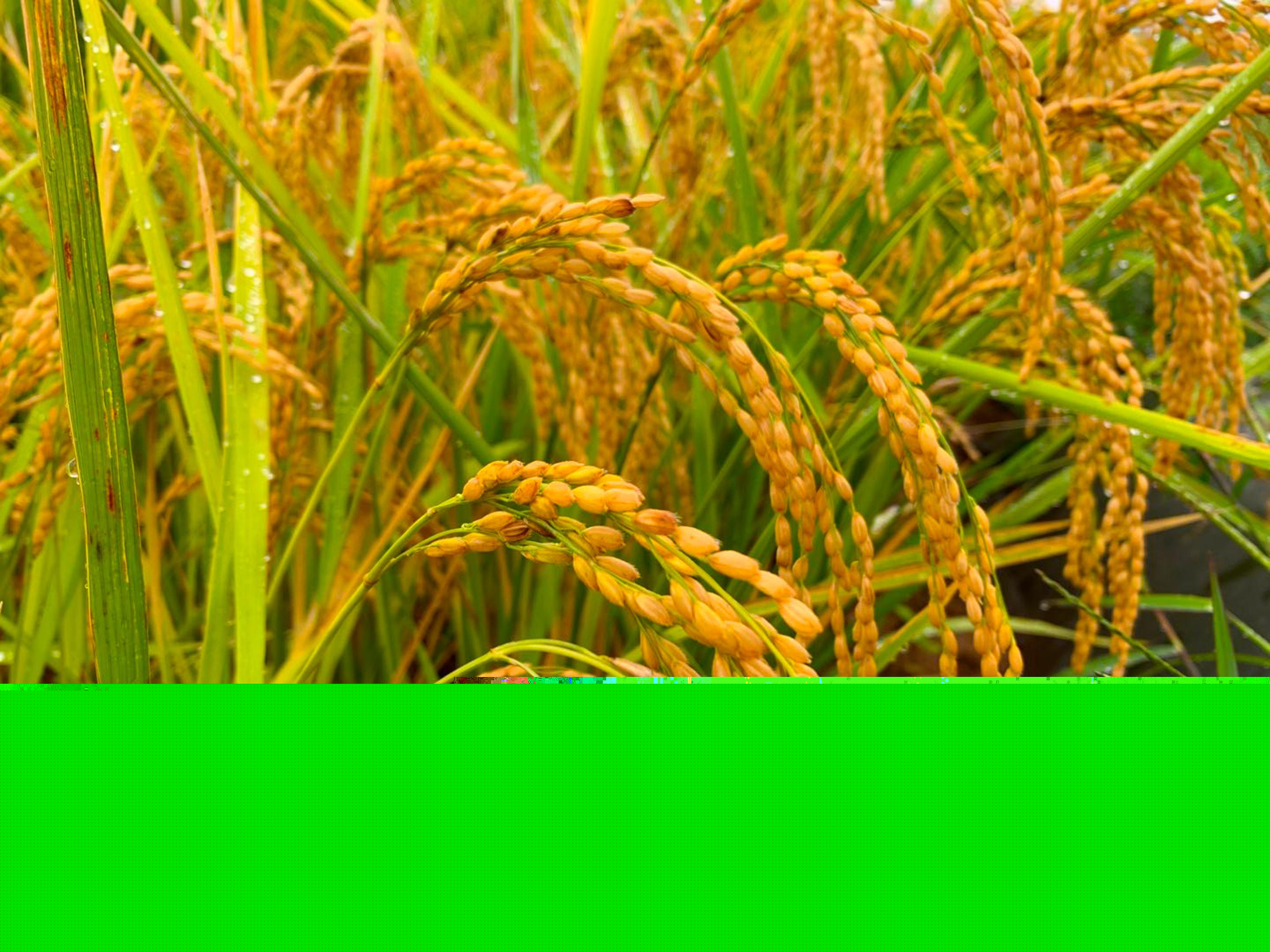 殲八戰(zhàn)斗機產(chǎn)量研究，歷史與現(xiàn)狀的探討，殲八戰(zhàn)斗機產(chǎn)量研究，歷史產(chǎn)量與當前狀況的深入探究